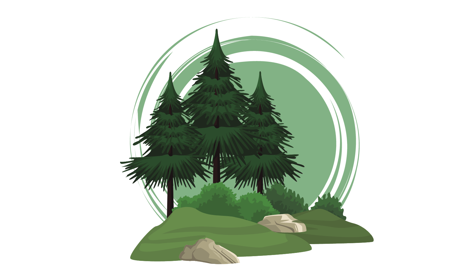 A scene of pine trees on a hill