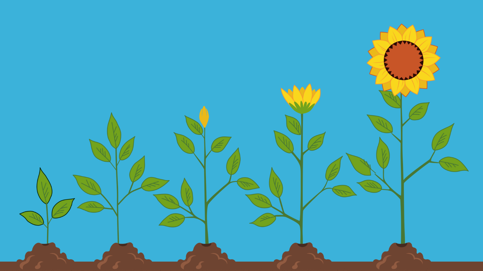 Different growth stages of a sunflower in order