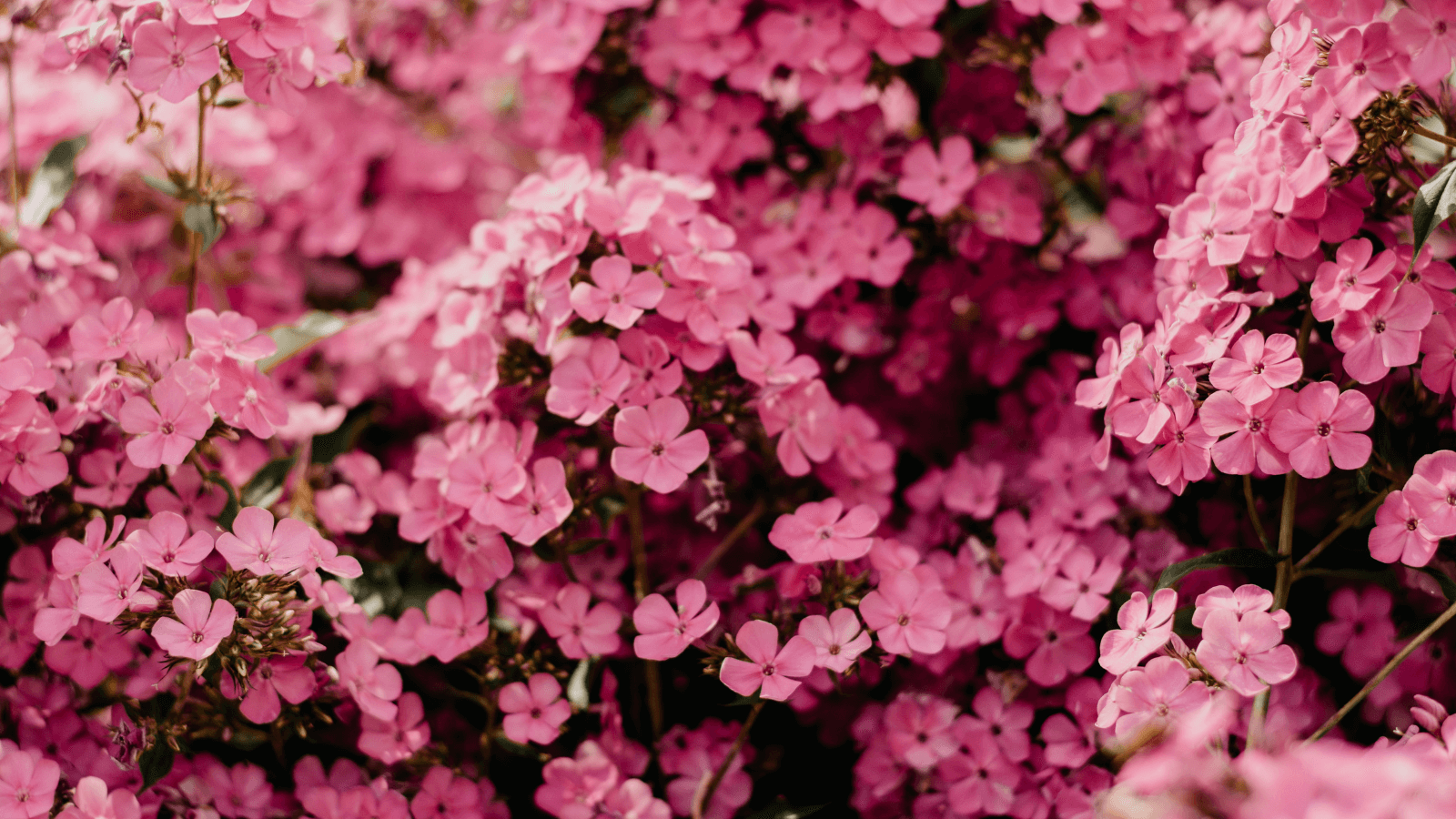 A photo of pink blossoms