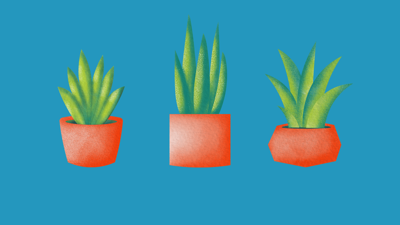 Three similar succulent plants