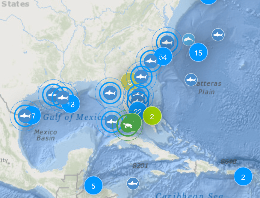 The sharks in and near the Gulf of Mexico