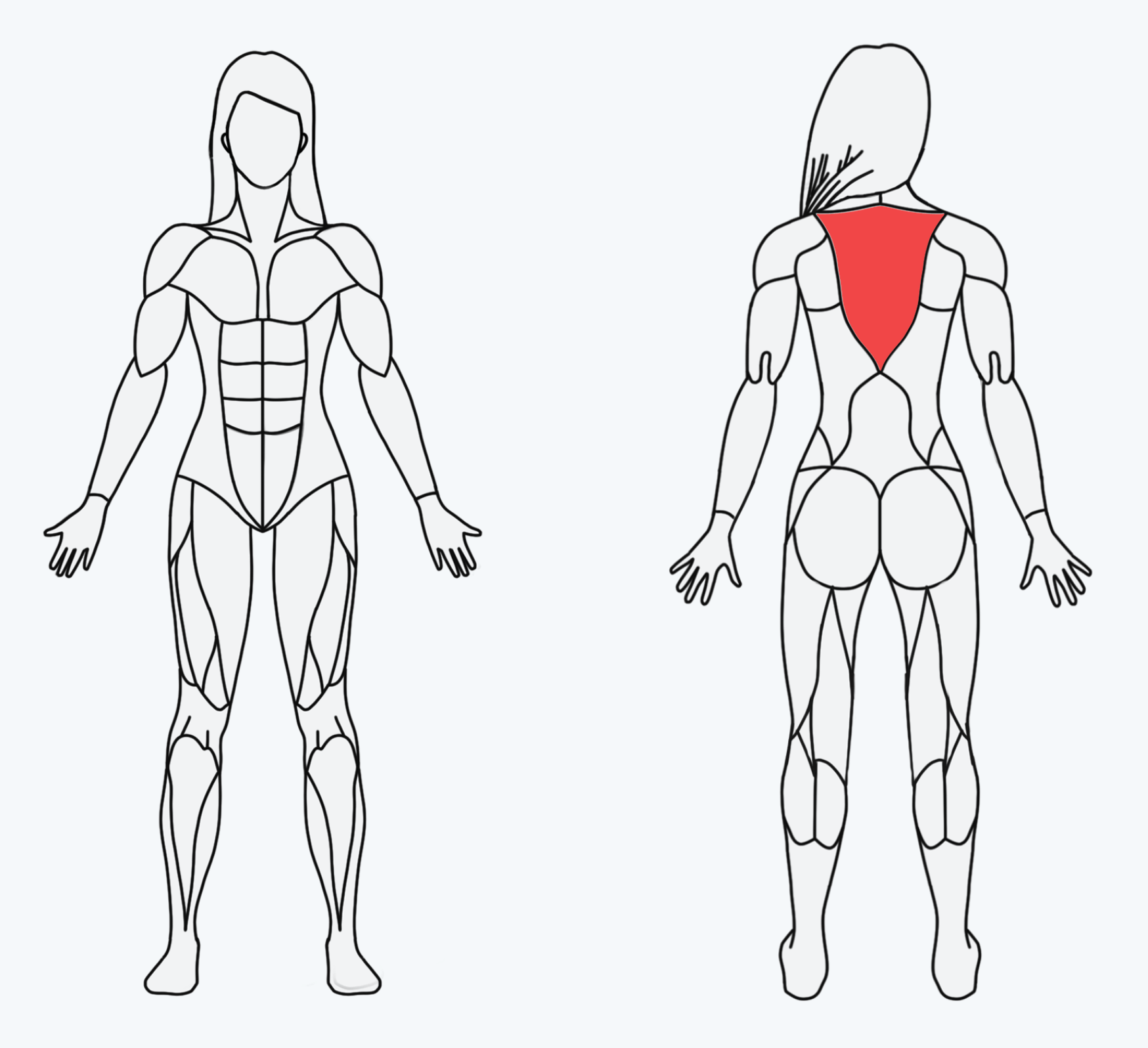 A diagram of a woman's musculoskeletal system with the back highlighted