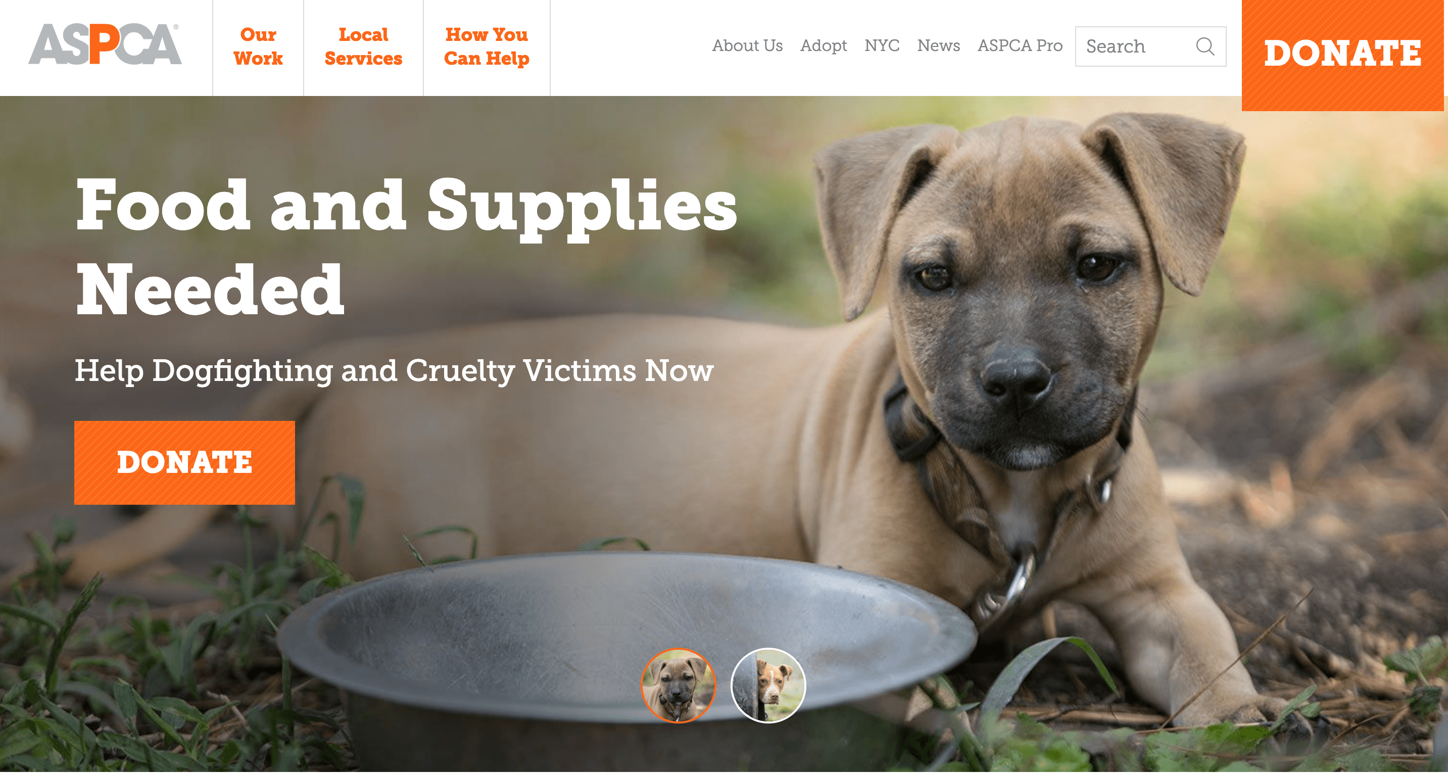 The ASPCA's homepage featuring a small dog and a message about donating food and supplies