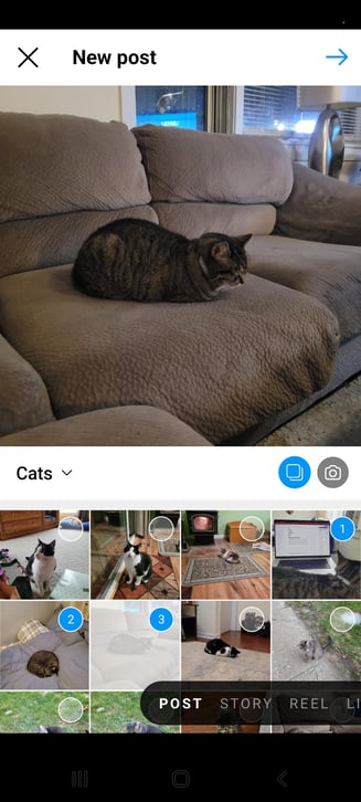 The Instagram New Post page with three pictures of my cat selected