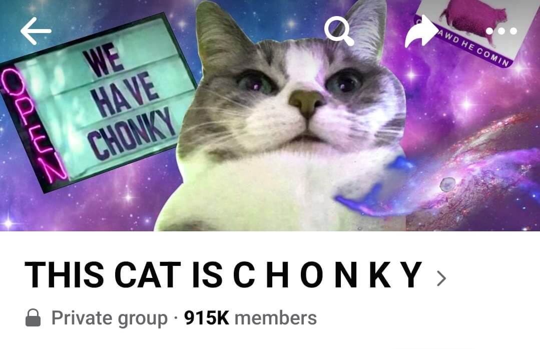 The group header for This Cat is Chonky