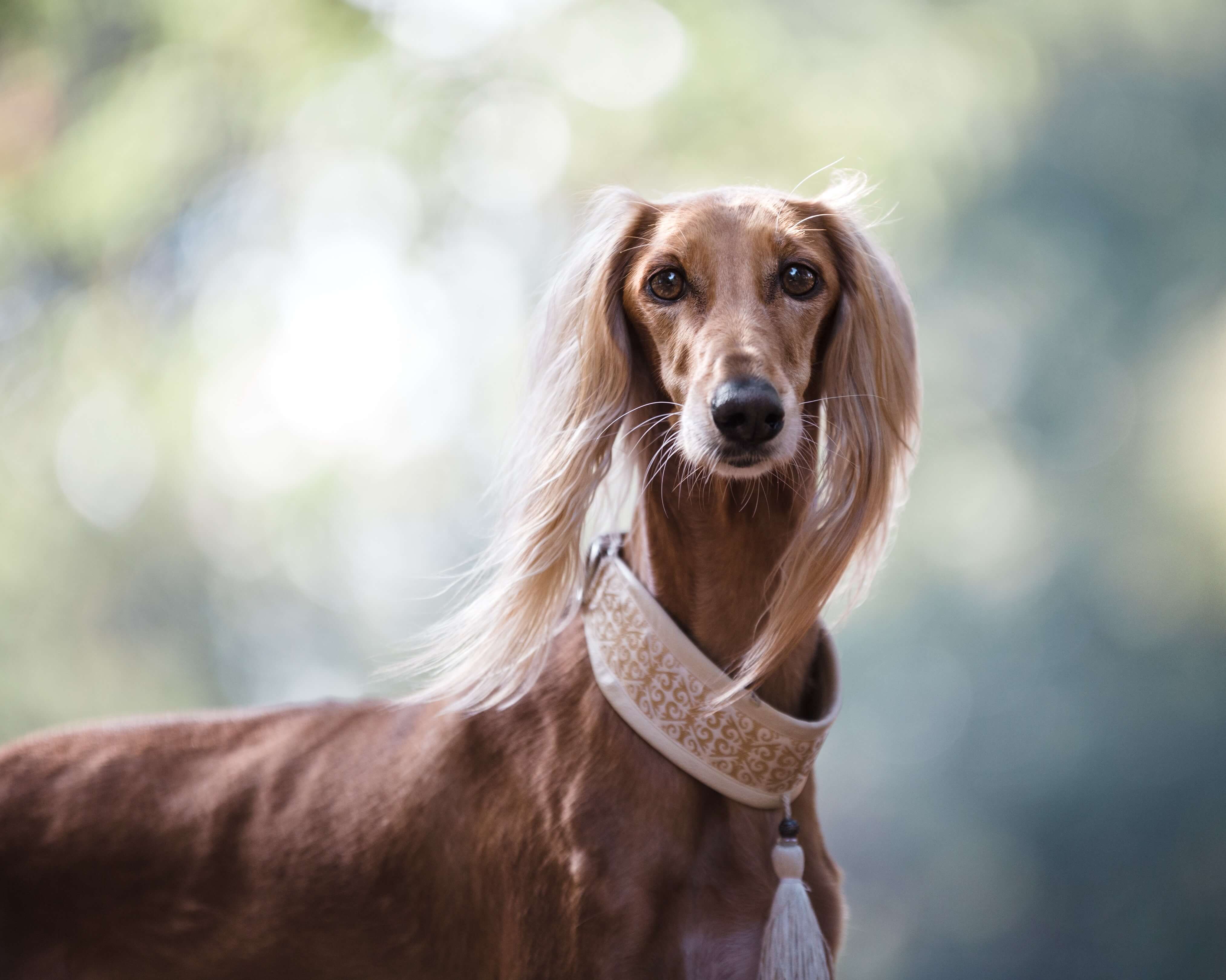 A dog wearing a chunky handmade collar