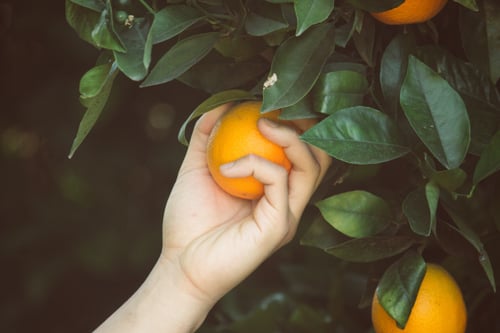 Hand grabbing an orange that is attached to a tree