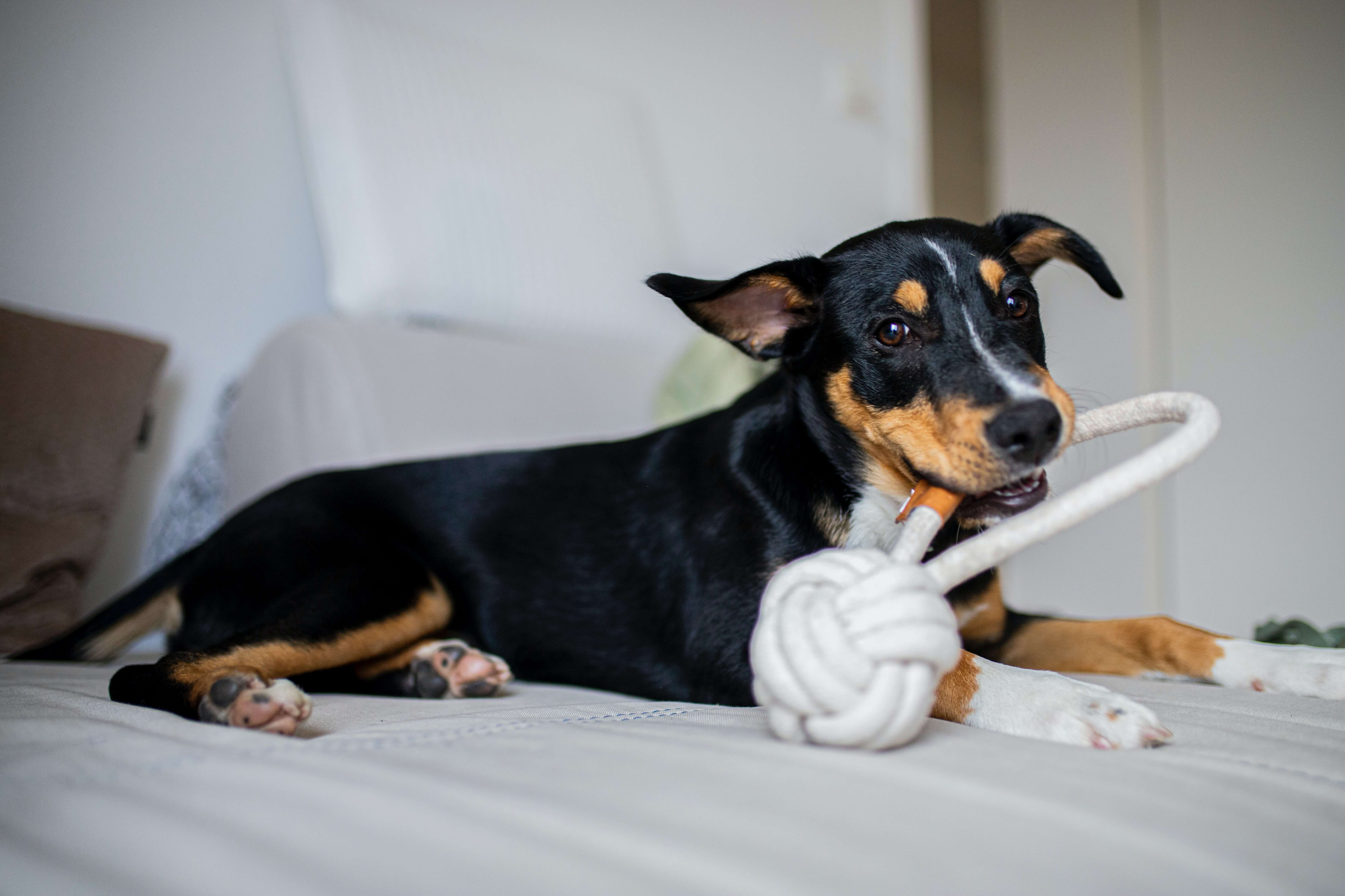 A dog chewing on a rope toy