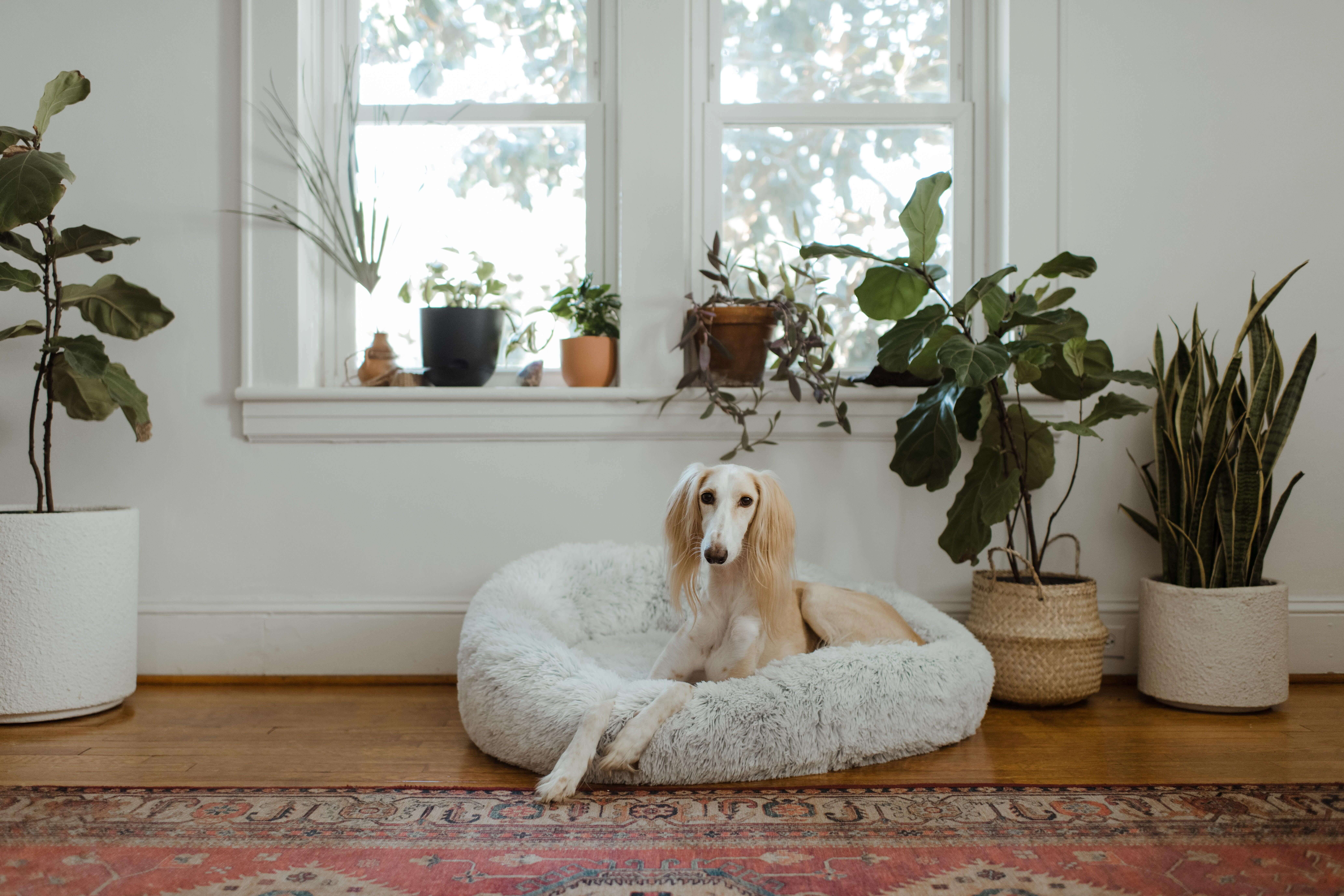 An Afghan Hound lies down on a dog bed
