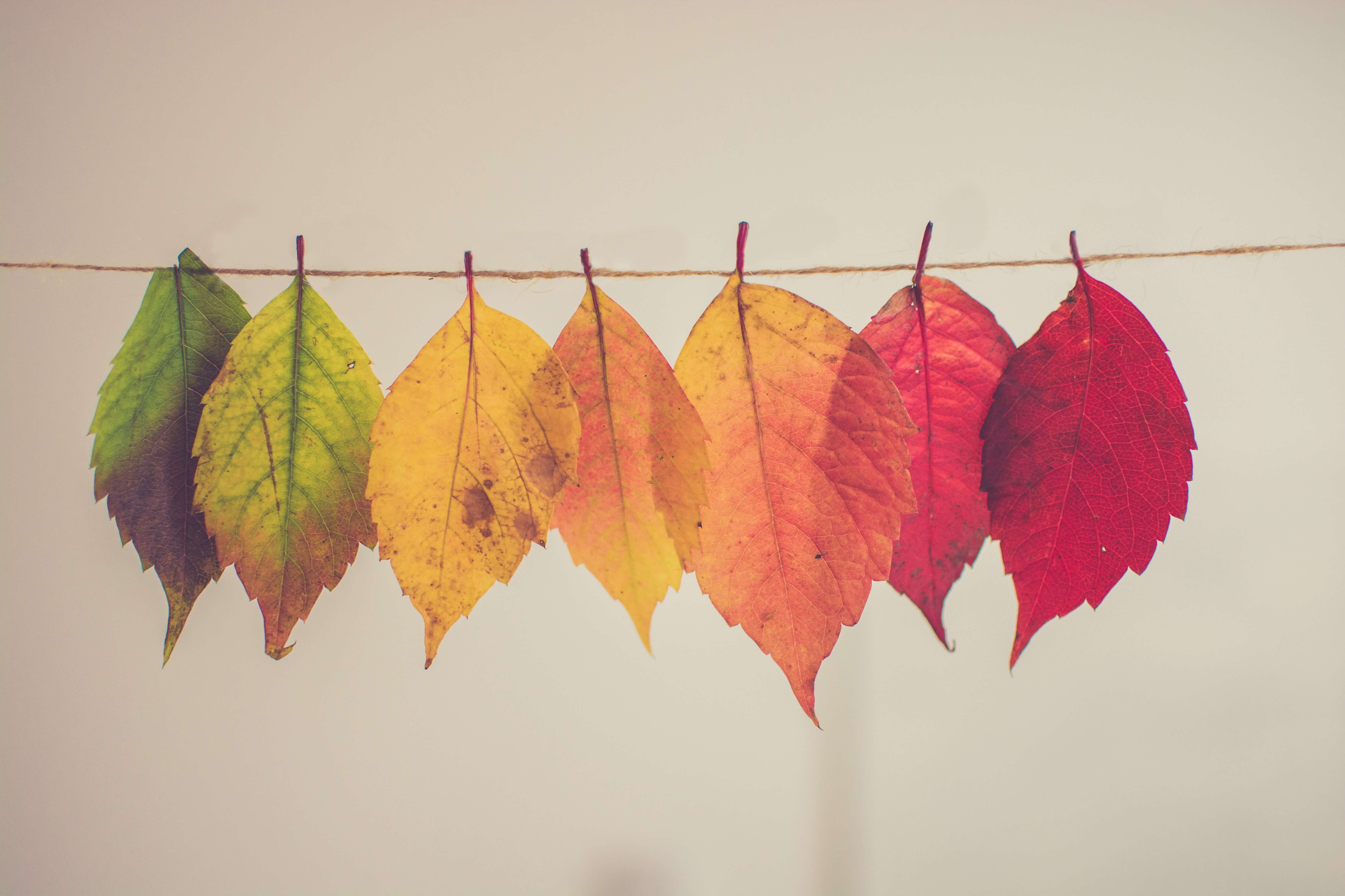 Seven leaves arranged on a gradient from green to deep red on a clothesline