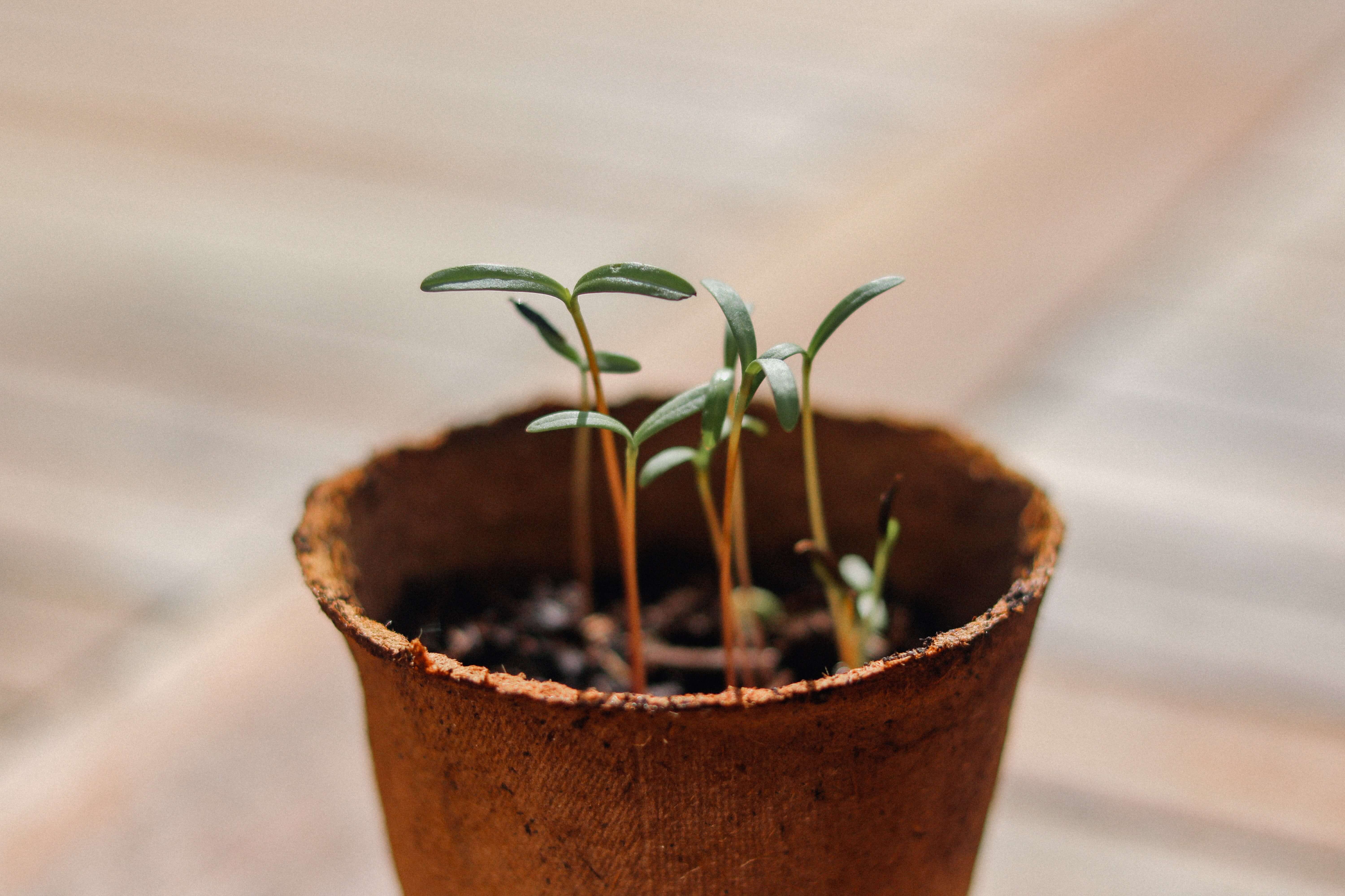 A small sprouting plant