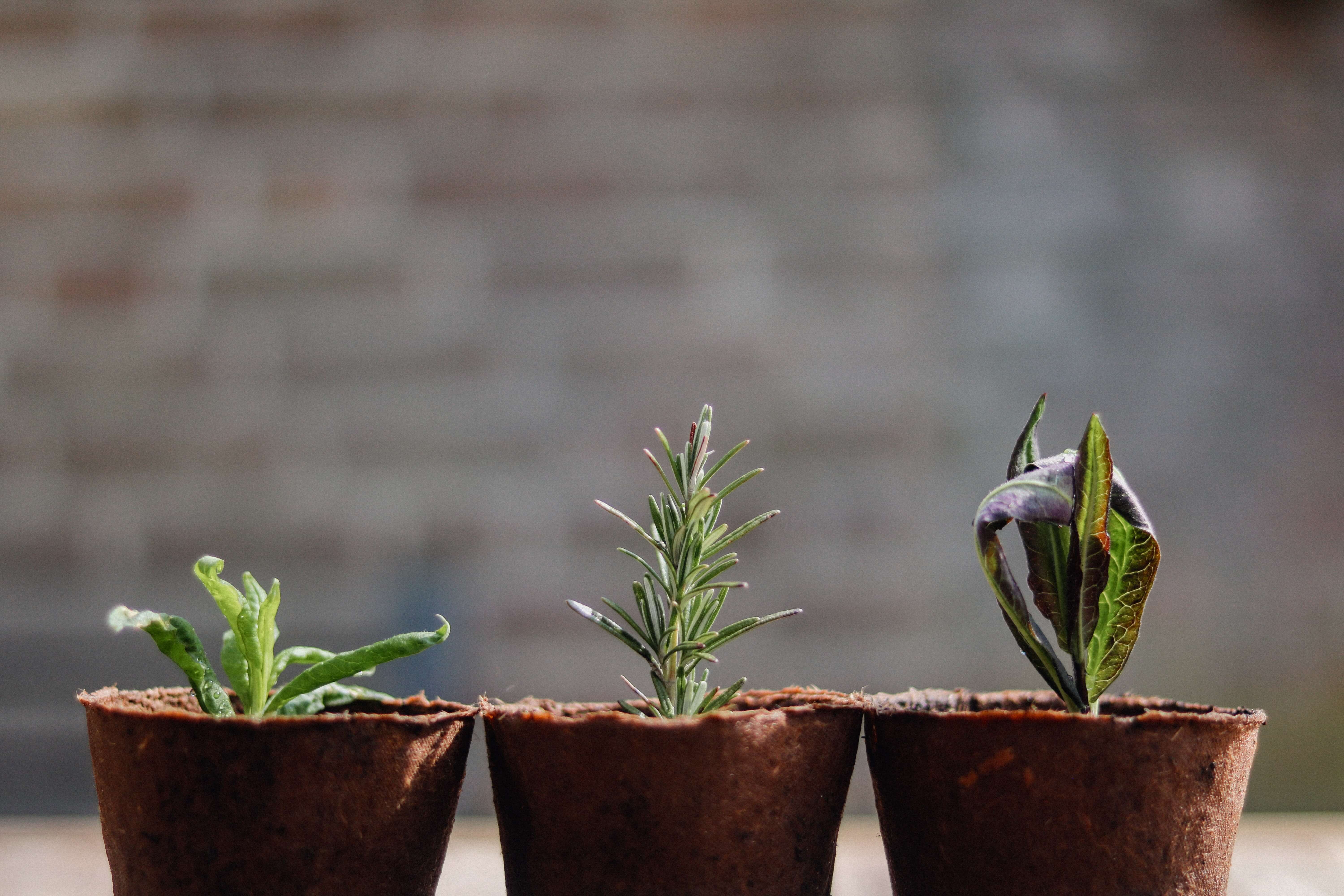 Three green plants at different growth stages