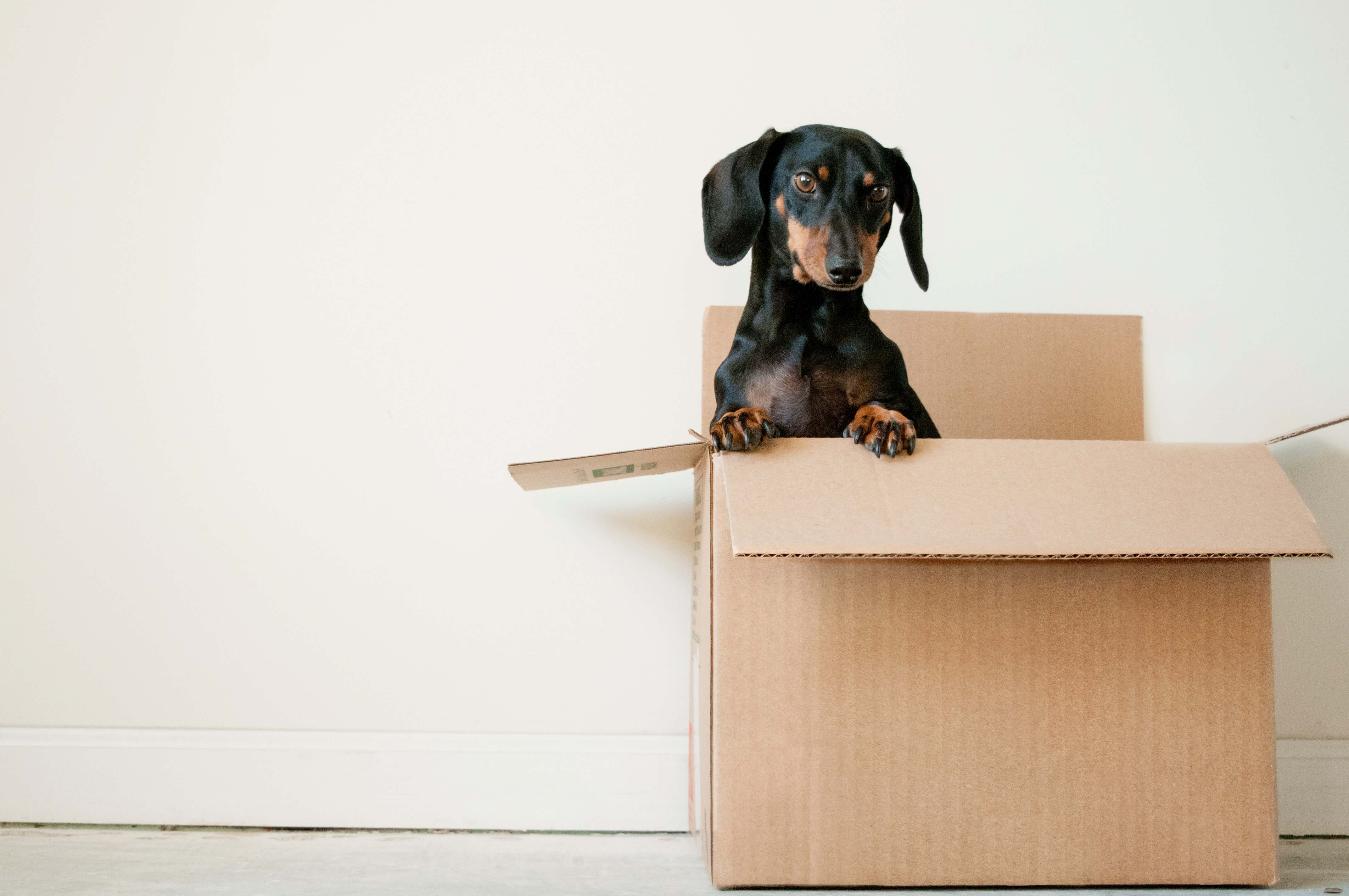 A black dachshund peeking out of a cardboard box