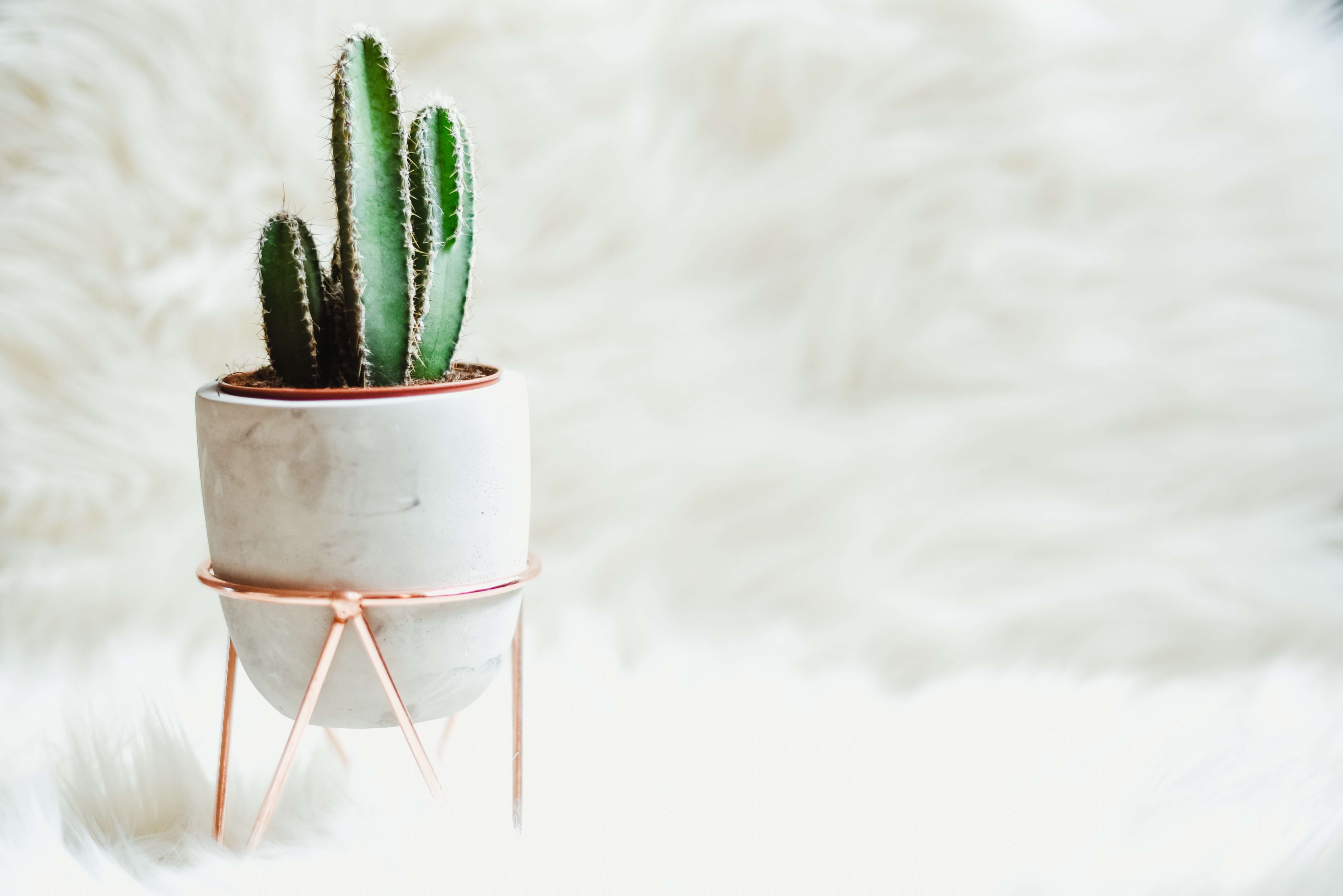 A cactus in a marble and rose gold planter