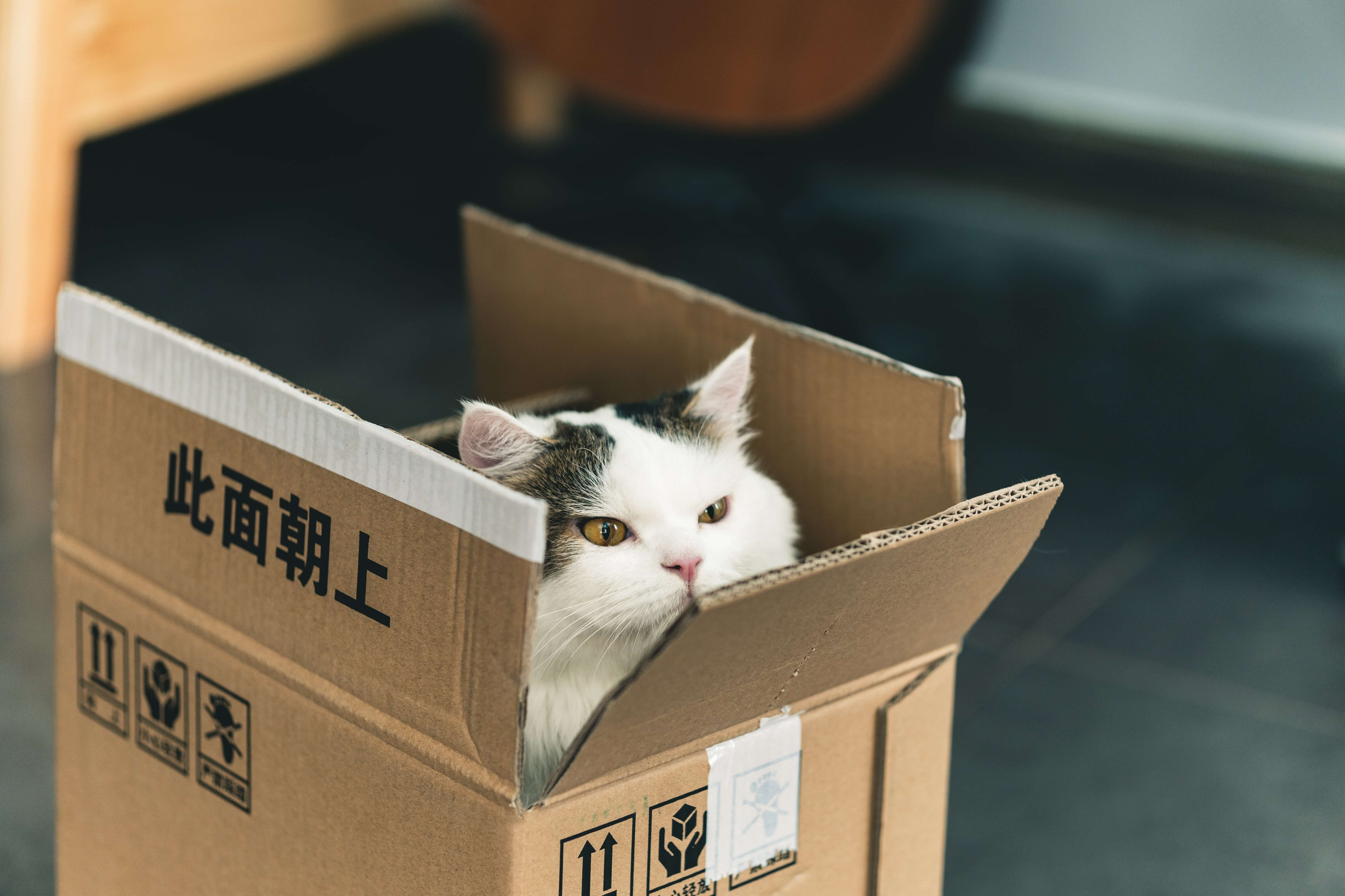 A grey and white cat peeking out of a cardboard box