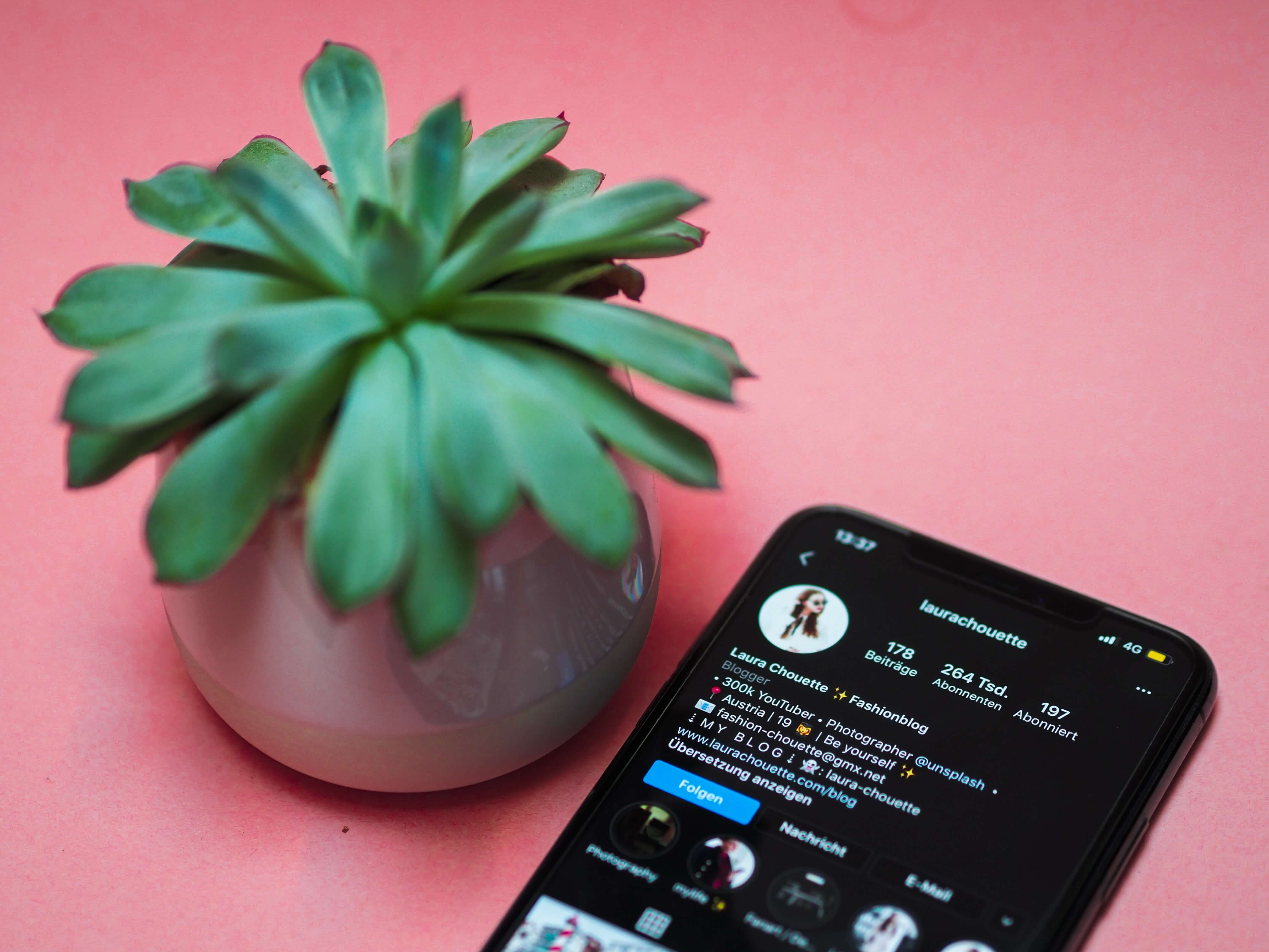 A smartphone with an Instagram profile open sits next to a succulent on a pink table