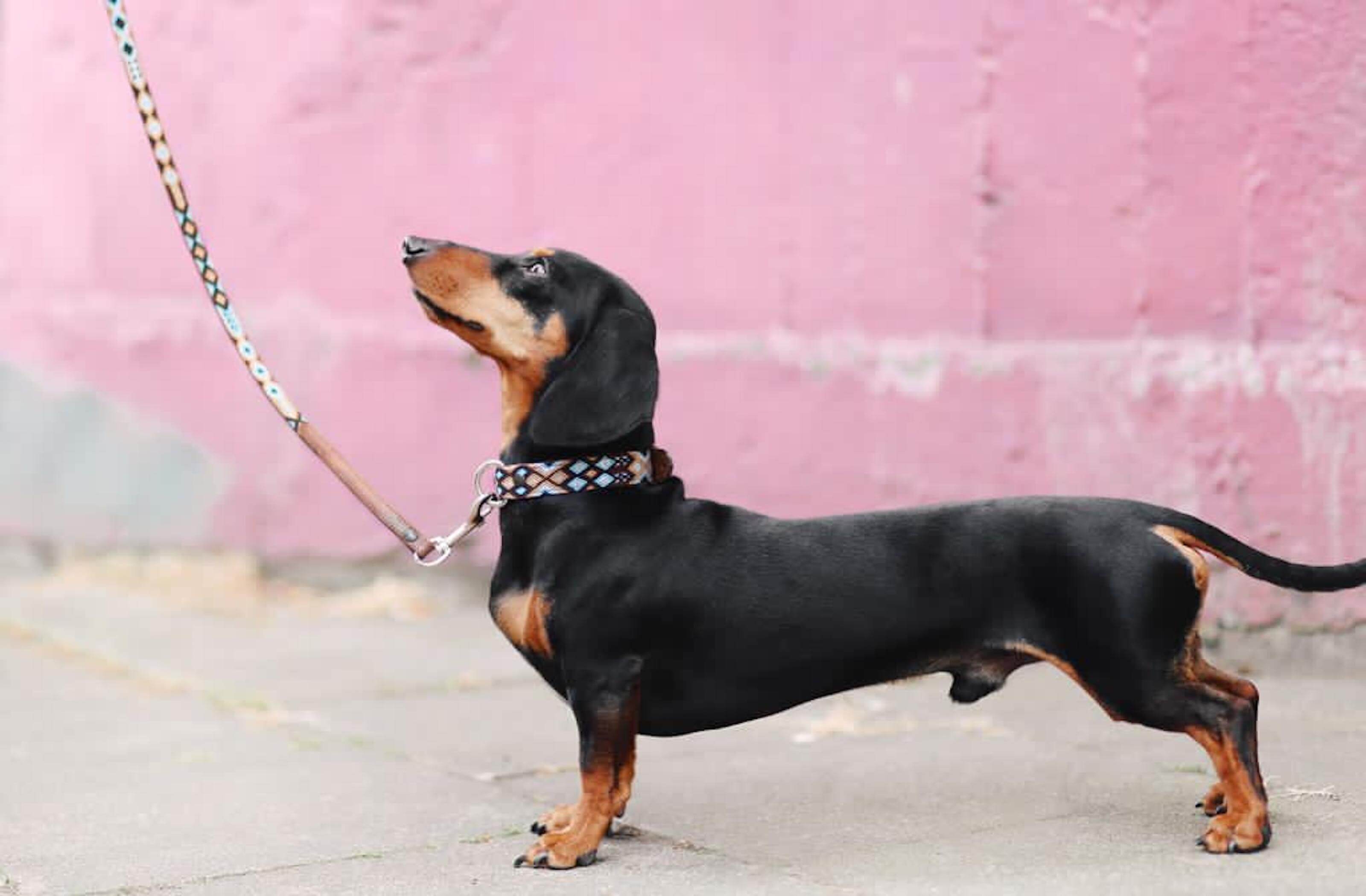 A dachshund wearing a leash