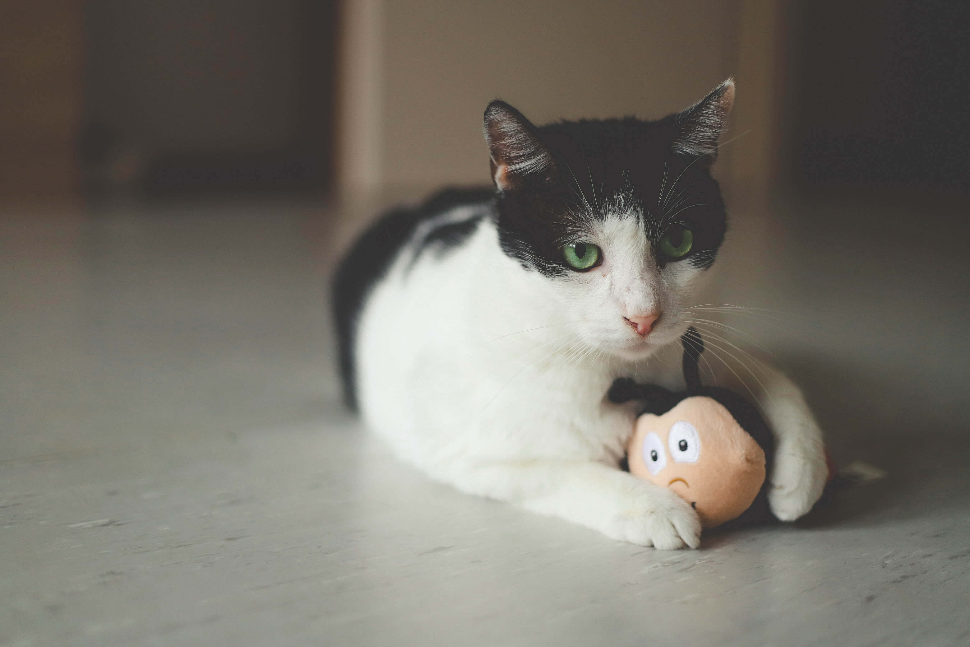 A black and white cat plays with a ball. 