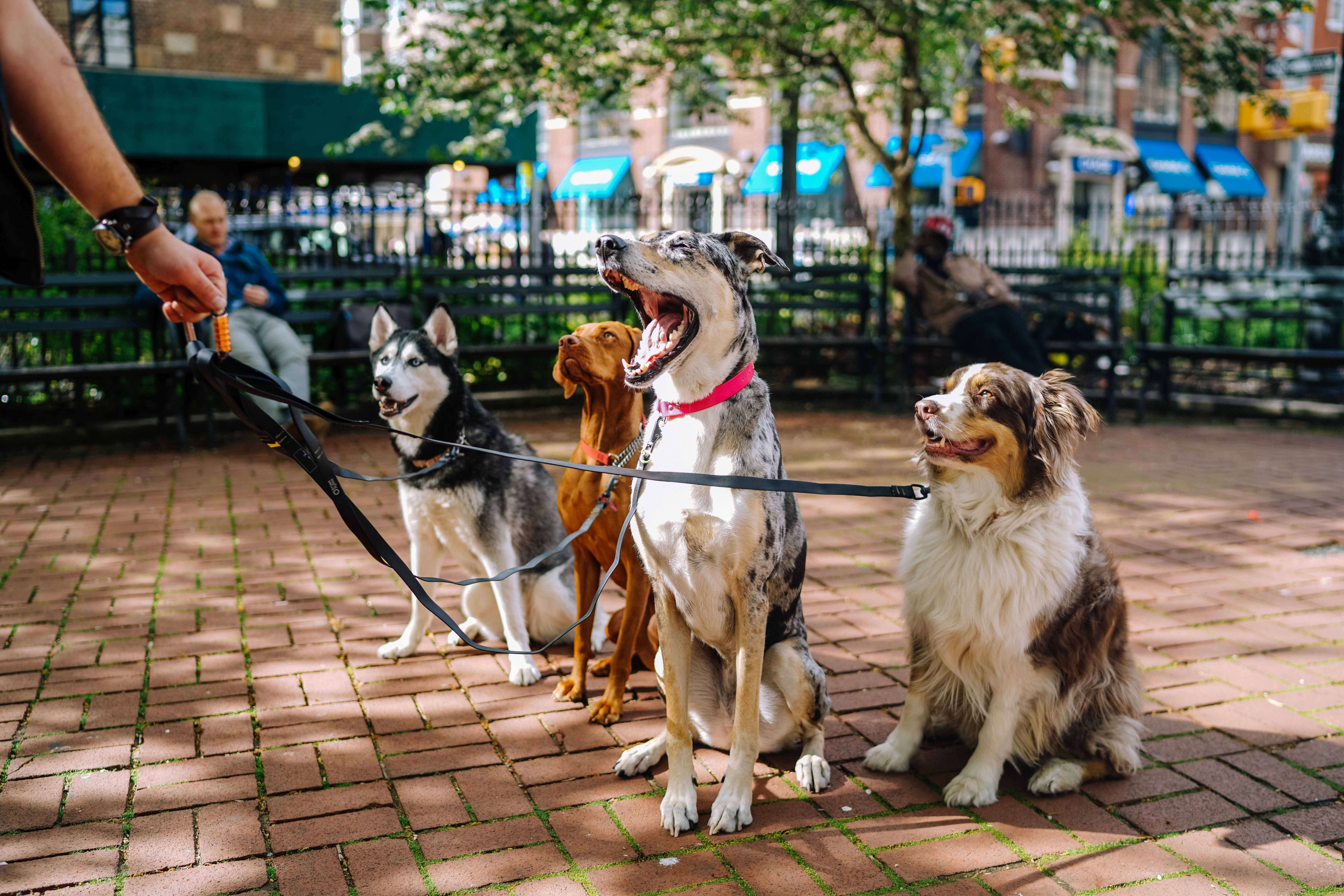 Four medium-sized dogs of different breeds on leashes that are attached to a carabiner in one person's hand