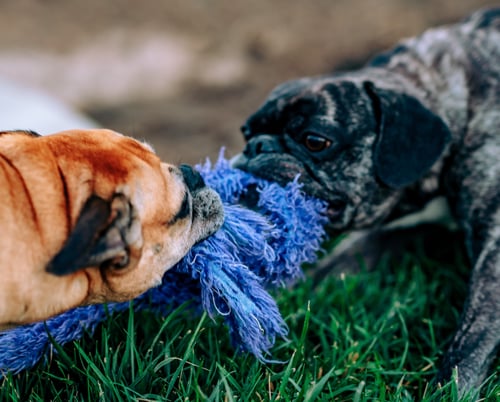 Two dogs playing tug of war with a toy