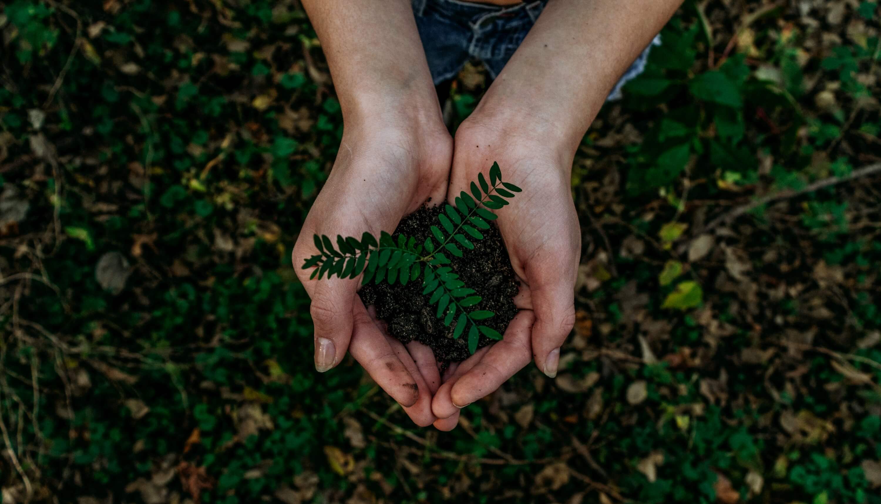 A person holding a sapling and some dirt in their hands