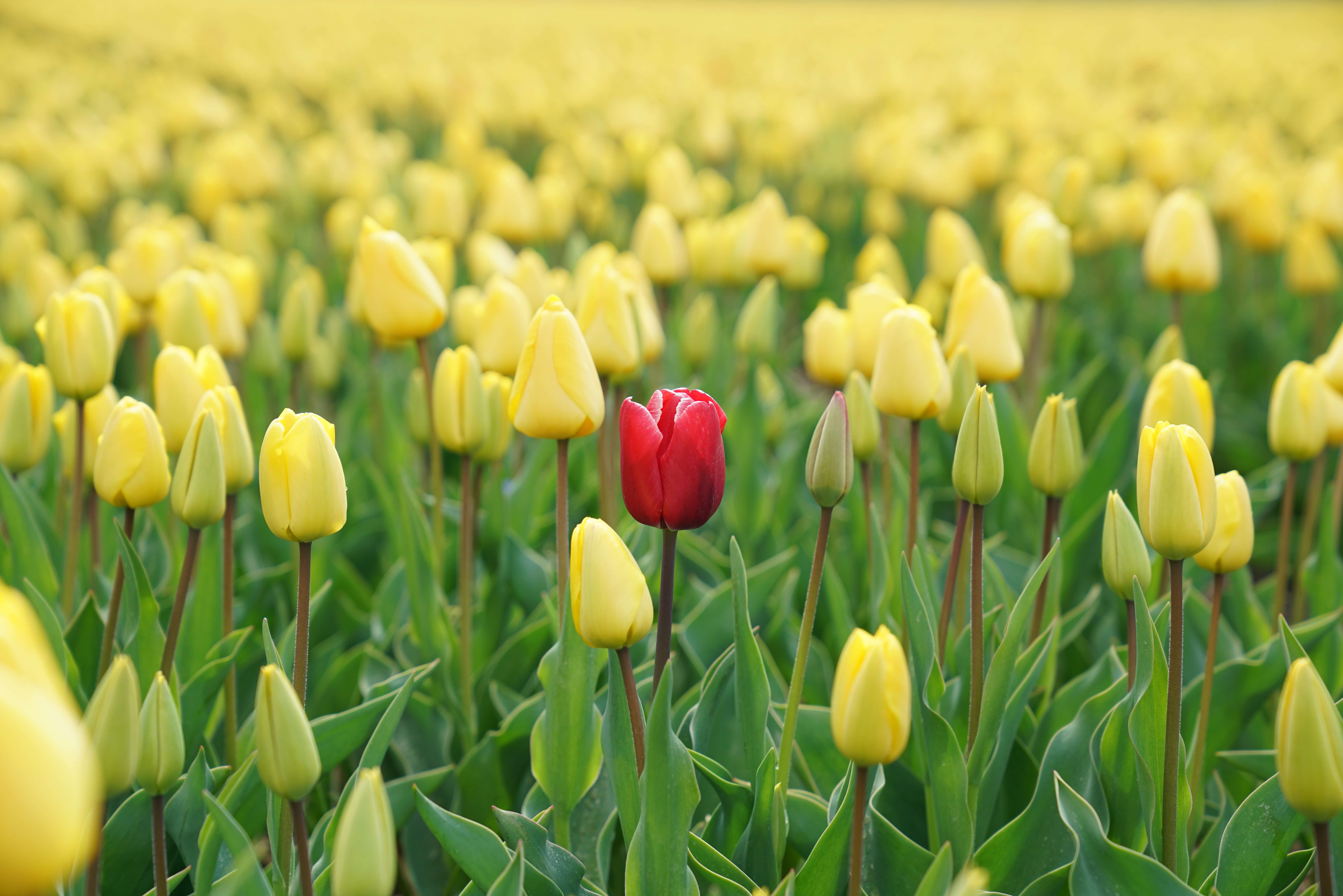 A red tulip surrounded by yellow tulips