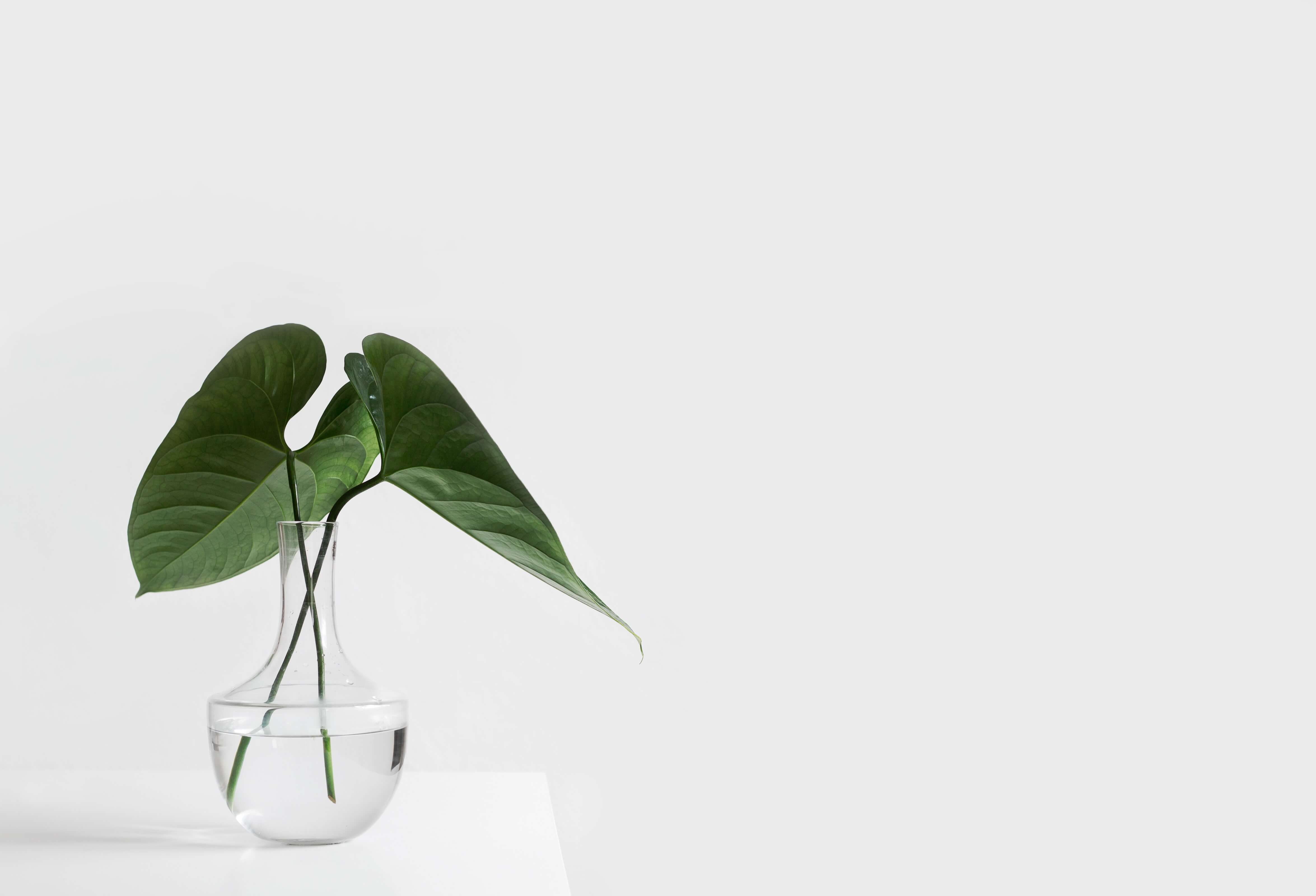 A plant in a vase against a white background