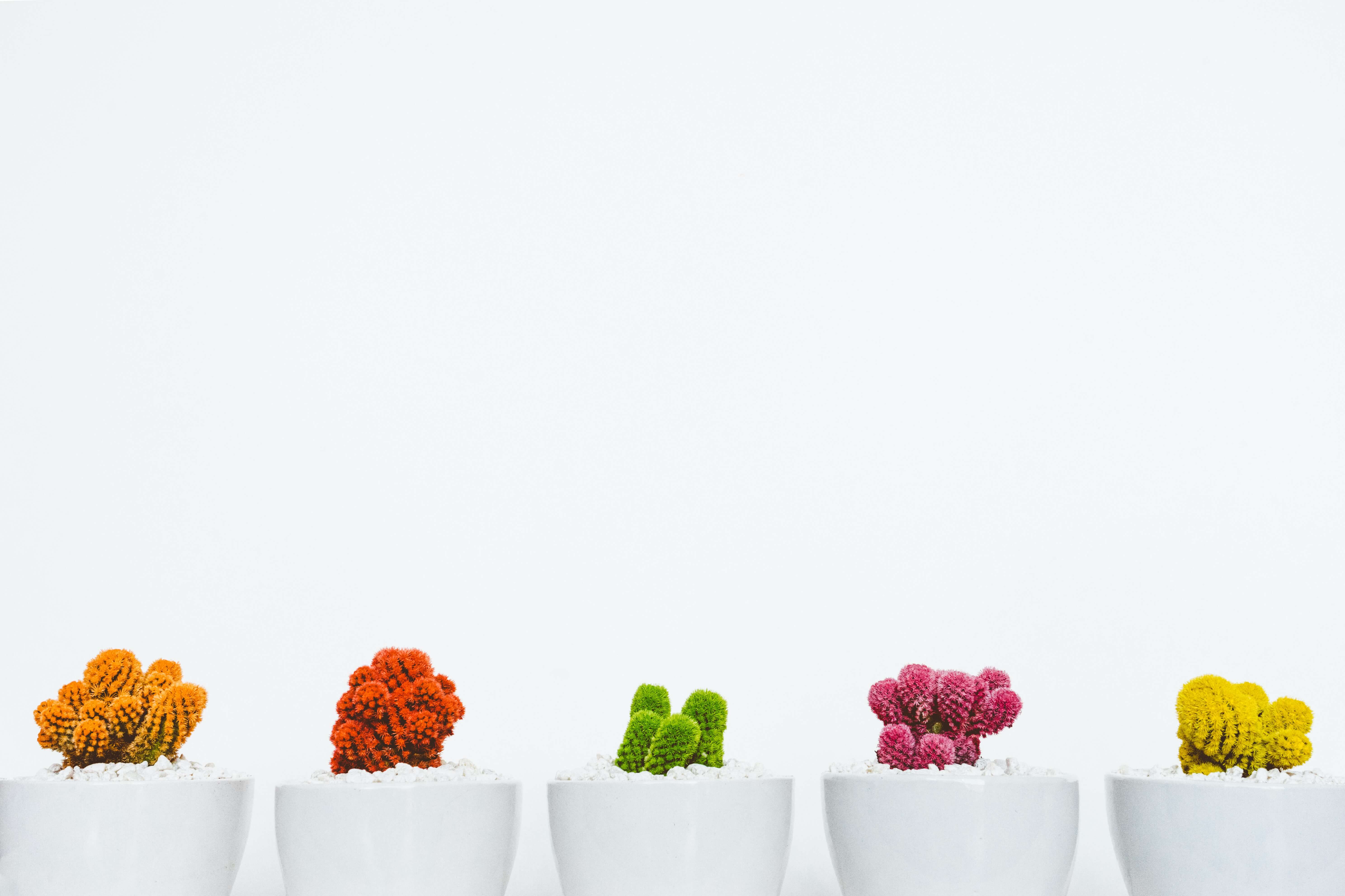 Short succulents against a white background