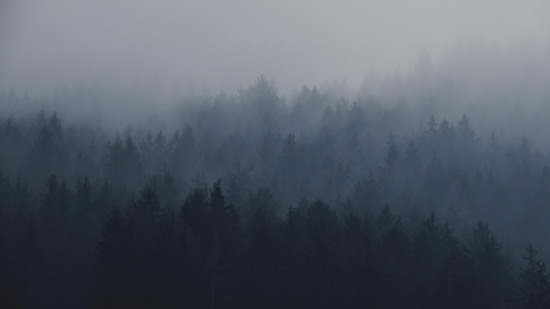 A foggy pine forest